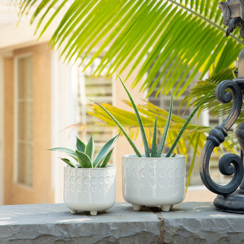 Ivory Escarlett Ceramic Pot Planter