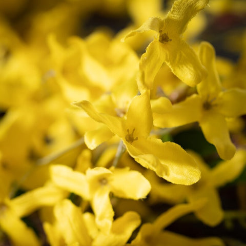 Mcnulty Faux Forsythia Polyester Wreath